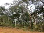 48217CIMG4554.JPG