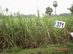 133240371b-irrigated-canal-mixedcrop-sugarcane-dominant-banana.gif