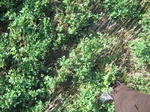 11473vp-018-irrri-alfaalfa-sw-1a.jpg