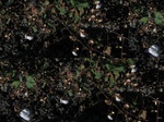 11468vp-011-irrri-cotton-sw-1a.jpg