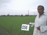 129140256b-irrigated-canal-rice-doublecrop-wheat.gif