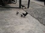 16479IMG_5265.JPG