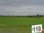 124430119c-irrigated-supplemental-tank-rice-single-crop.gif