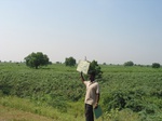 7729gt0128b-rainfed-irrigated-mixed-crops-chilli-cotton.jpg