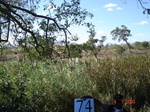 10652gt-074-wetland-perennial-01.jpg