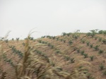 44601CIMG1786.JPG