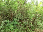 46314CIMG0603.JPG