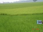 132370344a-irrigated-canal-rice.gif