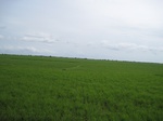 15580IMG_4650.JPG