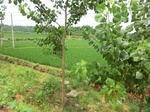53930CIMG3703.JPG