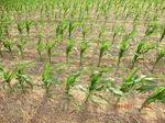 29501CIMG0811.JPG