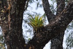 24483Colima 2008-2009 019.jpg
