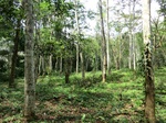 46480CIMG0769.JPG