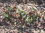 11472vp-016-irrri-cotton-sw-1a.jpg