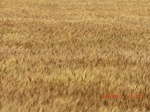 29685CIMG0976.JPG