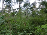 46427CIMG0716.JPG