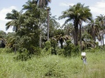 12137GT137_Oilpalm_valley_bottom.jpg