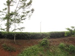 15283IMG_4114.JPG