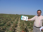 10287061-Irrigated (Surface water) cotton-a.jpg