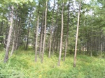54519SAM_0813.JPG