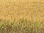 2012-08-30_11-29-30_CIMG1162.JPG