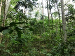 45936CIMG0225.JPG