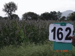 125950162b-rainfed-hilly-agriculture-millet-dominant-pomogranate-orchard.gif