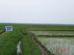 132780357c-irrigated-supplemental-major-tank-rice.gif