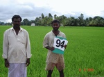 6416094a-irrigated-supplemental-tank-rice-doublecrop-.jpg