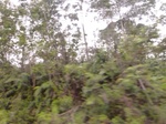 54830Berau (120).JPG