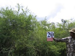 1043821-plantation-abandant-eucaluptus-open-shrubsb.gif