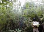 12029GT286_oilpalm_2ndYr_cassava.JPG