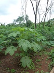 20051P1010902.JPG