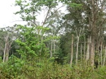 47284CIMG3621.JPG