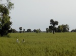 11932_Cassia_obtusifolia_Atmospheric_view.JPG