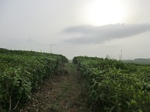 45841CIMG2926.JPG