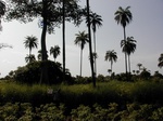 12144GT142_Cottonwood_Oilpalm_valley_bottom.JPG