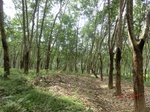 52988CIMG4047_调整大小.JPG