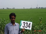 75060334a-irrigated-canal-rice.jpg
