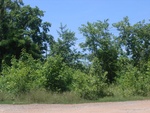 33578RIMG0243.JPG