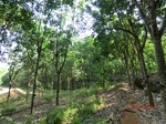 53306CIMG6579.JPG