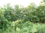 18319P1000155.JPG