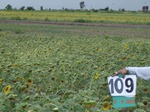 60510109b-rainfed-agriculture-sunflower.jpg