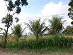 31299CIMG1161.JPG