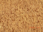 2012-08-30_11-29-31_CIMG1351.JPG