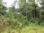 47105CIMG3442.JPG