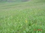 275932002-C2-1.JPG