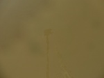 58463CIMG2913.JPG