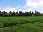 31045CIMG0907.JPG