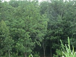 34827CIMG1487.JPG